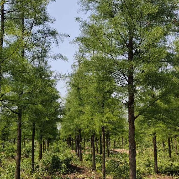 喜深厚、疏松、湿润的酸性土壤 喜深厚、疏松、湿润的酸性土壤