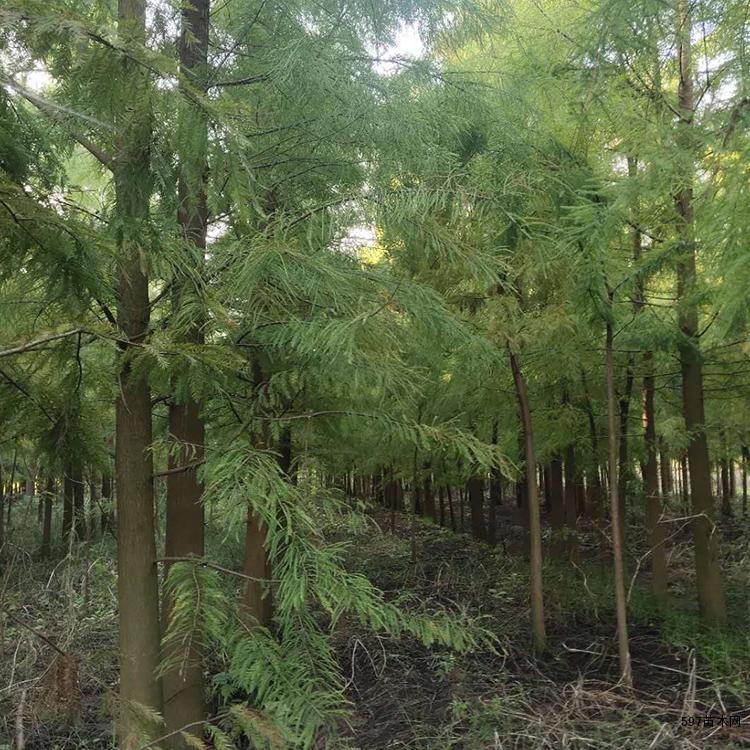 抗风力强.萌芽力强,为速 生树种 抗风力强.萌芽力强,为速 生树种
