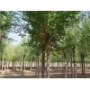 供应榆树、榆树价格/图片/基地 优质榆树苗圃直销