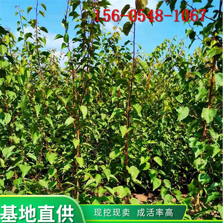 山杏 山杏