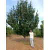 八棱海棠树一颗也是批发价 八棱海棠