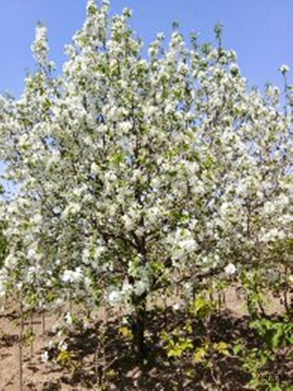 八棱海棠开花 八棱海棠开花