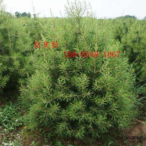白皮松 白皮松