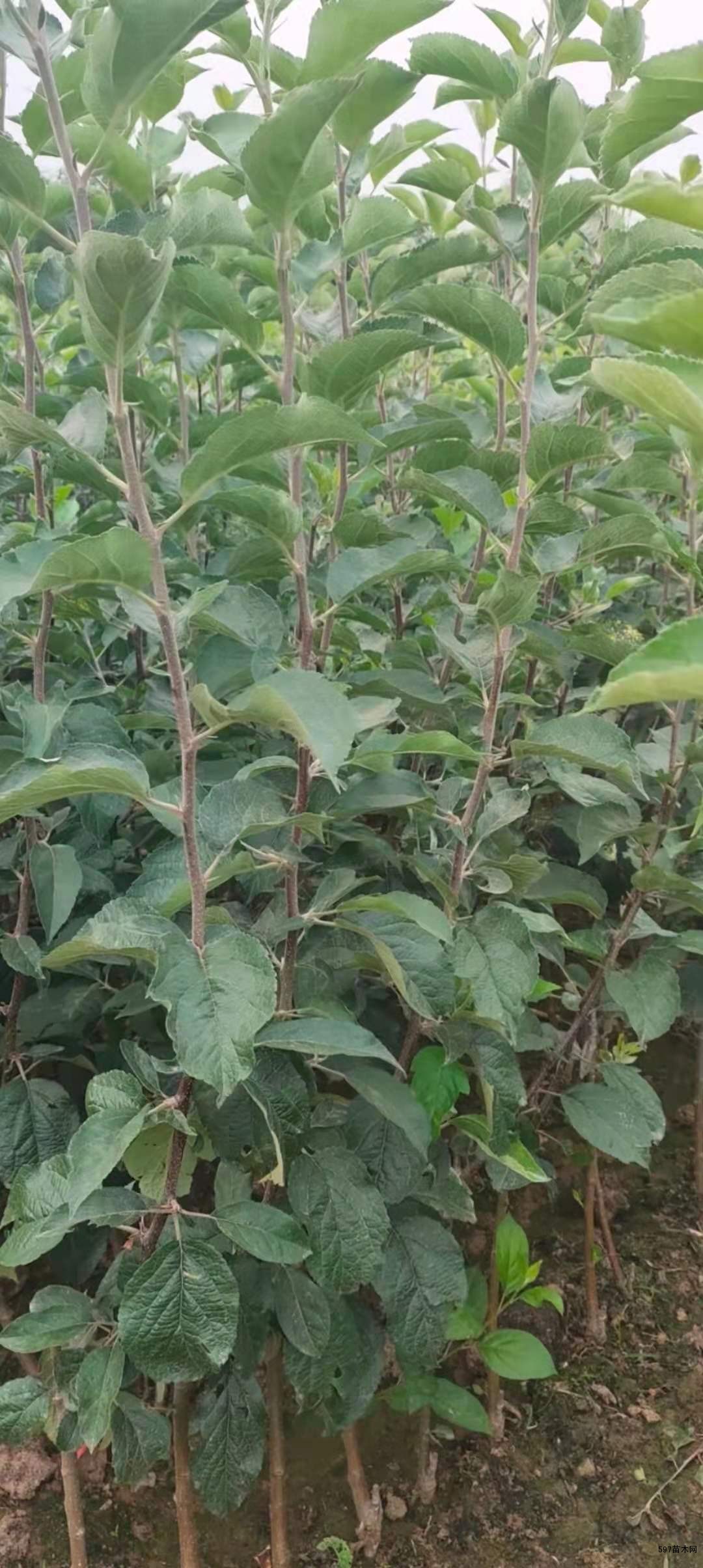 鲁丽苹果苗 鲁丽苹果苗