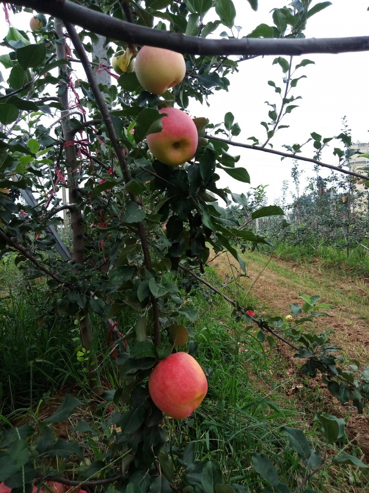 鲁丽苹果苗 鲁丽苹果苗