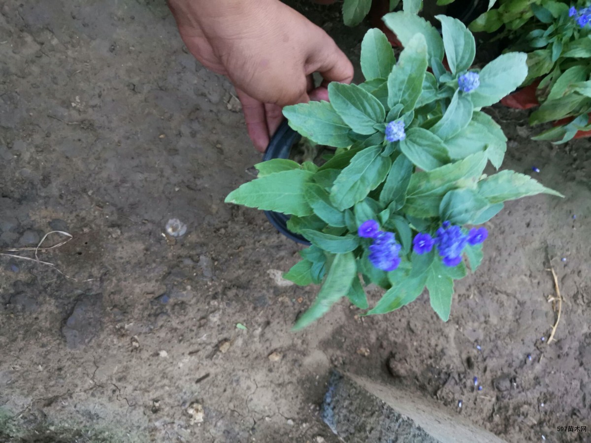 草花鼠尾草 草花鼠尾草