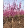 苗圃、独杆紫荆2--5公分、紫荆价格、紫荆基地江苏