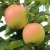 拓季苹果树苗哪里有卖 拓季苹果树苗多少钱一棵