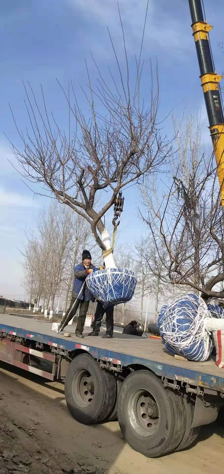 红梅