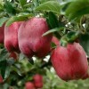 花牛苹果树苗什么时间种植 花牛苹果苗哪里便宜