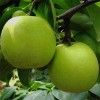 绿宝石梨树苗什么时间种植 绿宝石梨苗哪里便宜