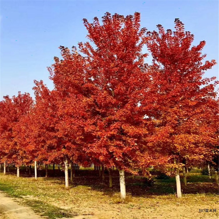 6米美国红枫7米8米丛生红枫、15公分20公分红枫