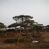 2米黑松-3米景松 4米造型油松 5米6米迎客松