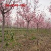 樱花树种植 9公分10公分阳光樱批发