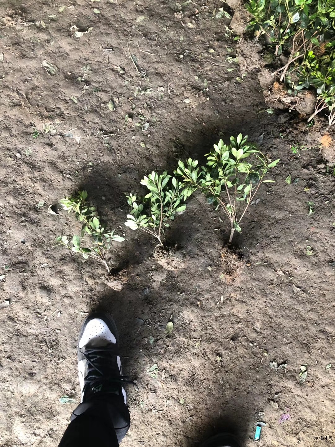 紫鹃 紫鹃苗木 紫鹃 紫鹃苗木