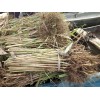 2021-排行榜-购买芦苇种苗价格