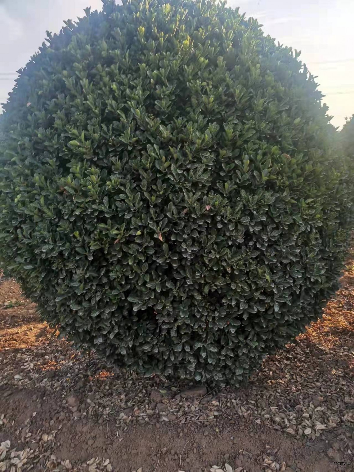 大量供应2米以上大叶黄杨球 大量供应2米以上大叶黄杨球