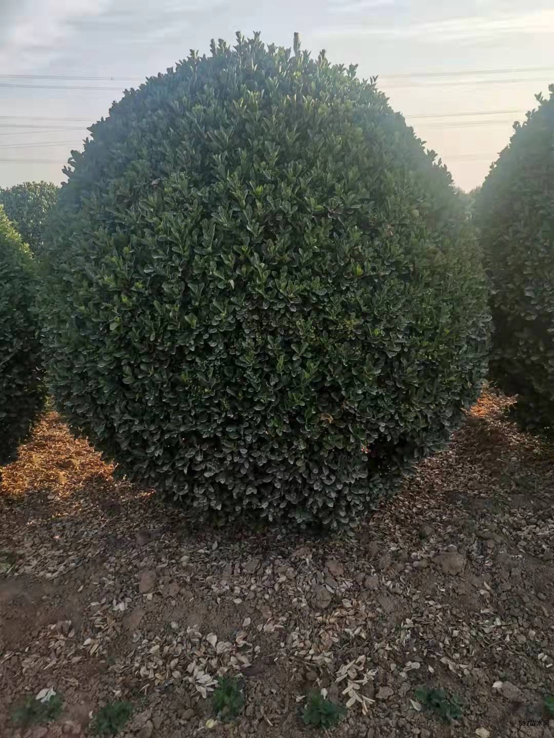 大量供应2米以上大叶黄杨球 大量供应2米以上大叶黄杨球