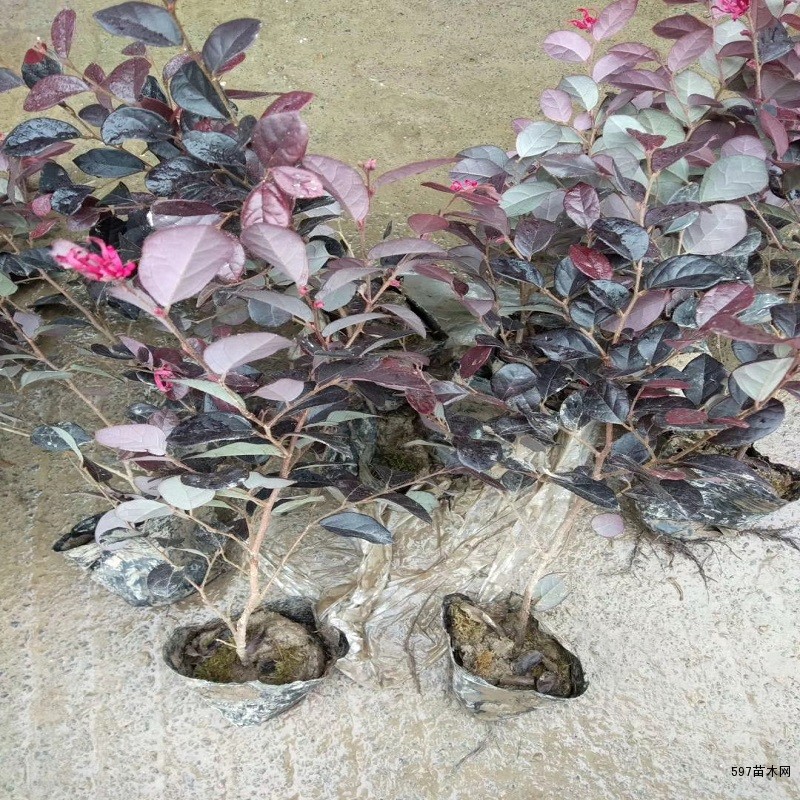 红花檵木 红花檵木