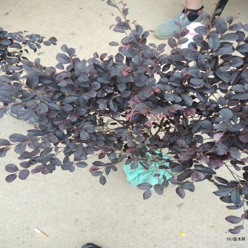 红花檵木 红花檵木