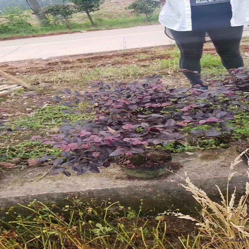 红花檵木 红花檵木