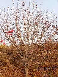 八棱海棠树落叶