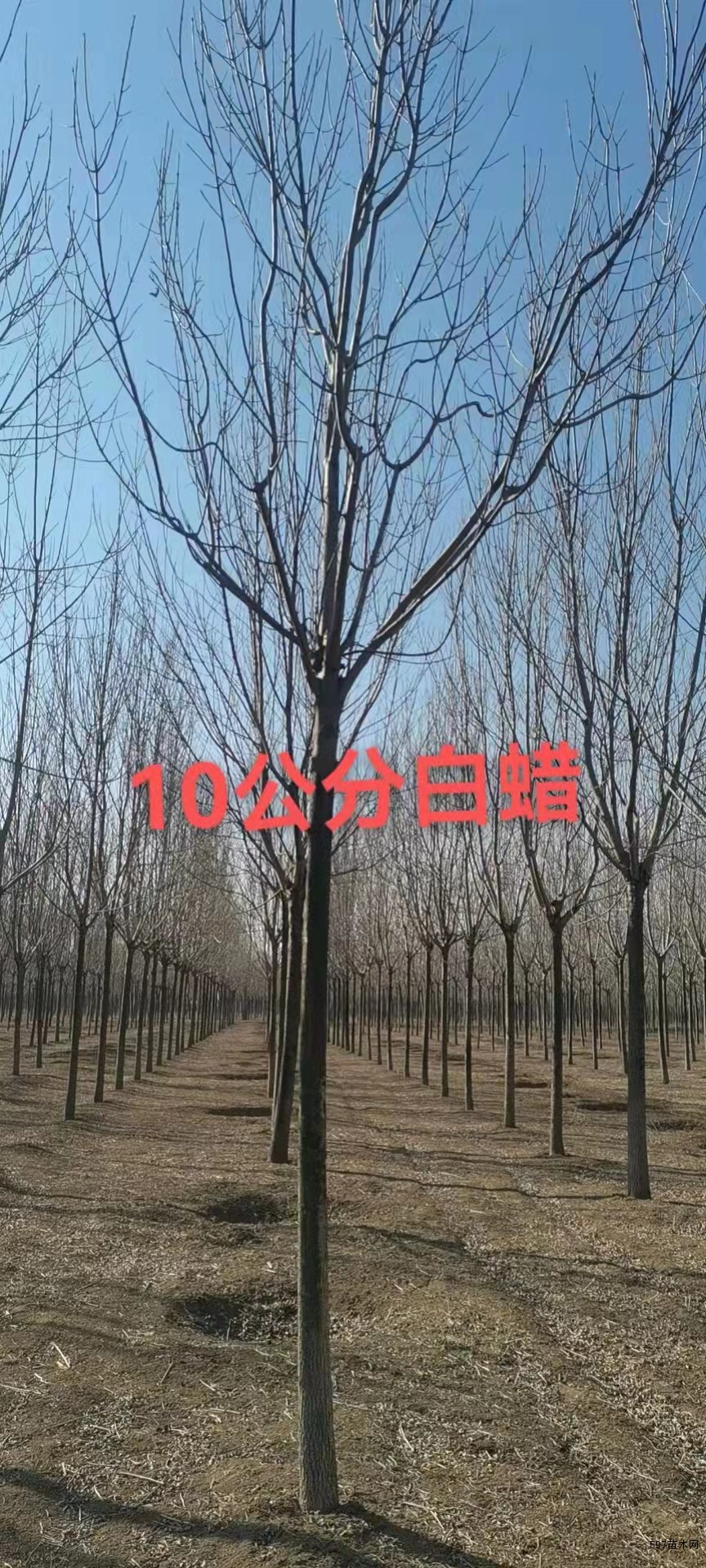 商河县郑路镇林海苗圃大量8-14公分白蜡 商河县郑路镇林海苗圃大量8-14公分白蜡