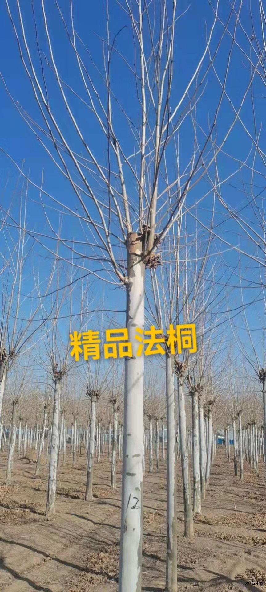 商河县郑路镇林海苗圃大量10-17公分法桐 商河县郑路镇林海苗圃大量10-17公分法桐