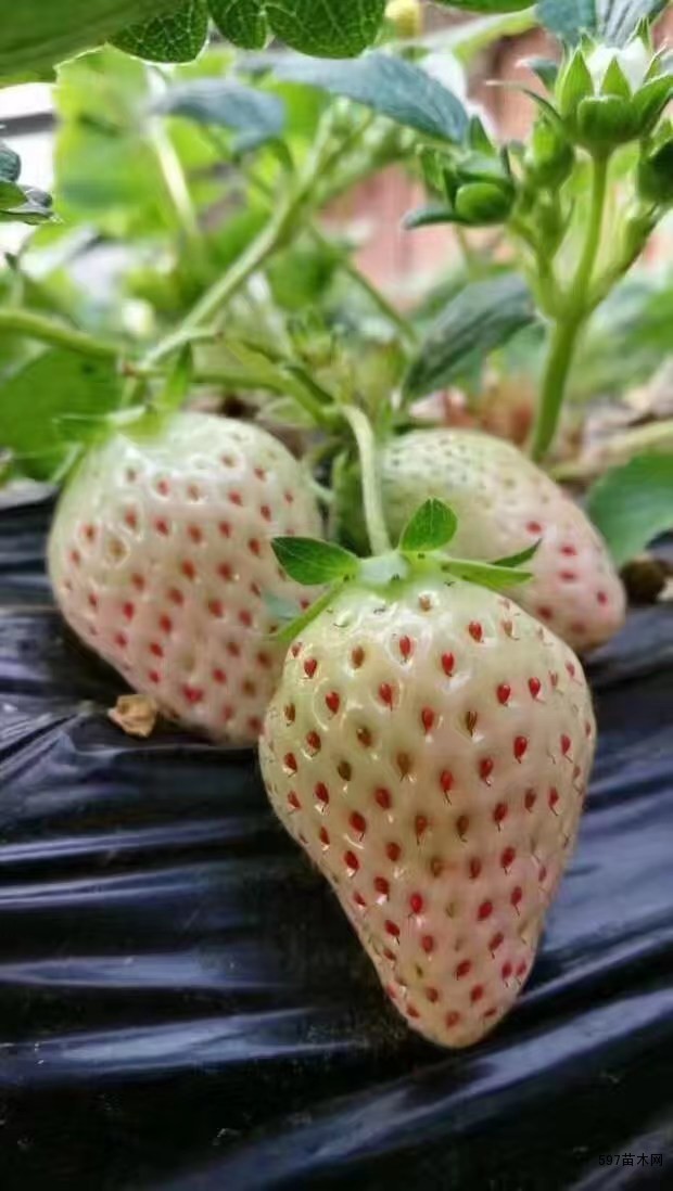 植株长势强,株态直立, 植株长势强,株态直立,