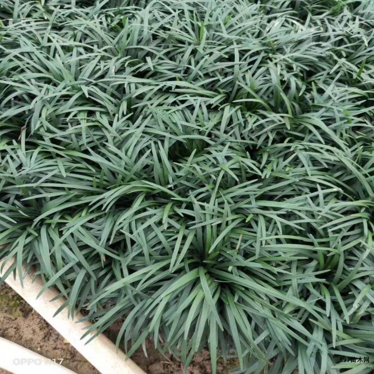 矮麦冬 矮麦冬