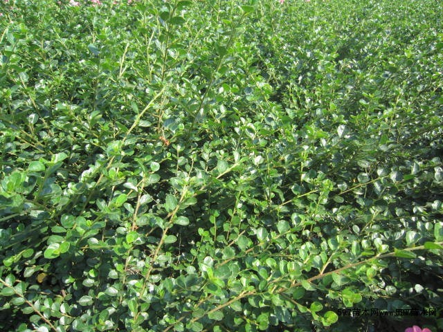 平枝荀子 平枝荀子