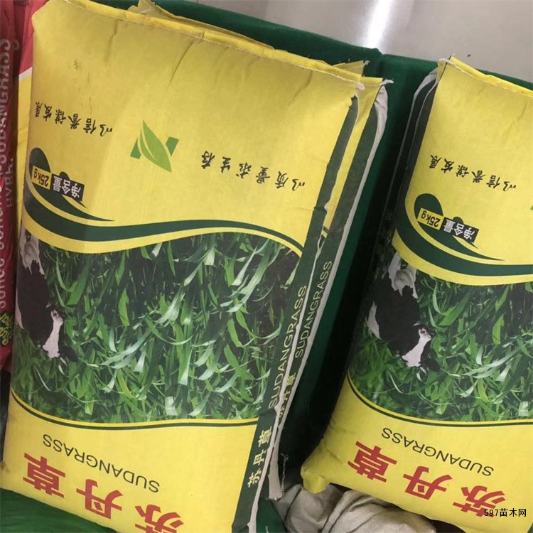 株高3米左右一年生高产型苏丹草高丹草甜高粱发芽率好 株高3米左右一年生高产型苏丹草高丹草甜高粱发芽率好