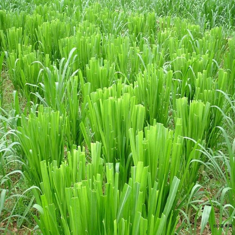 株高3米左右一年生高产型苏丹草高丹草甜高粱发芽率好 株高3米左右一年生高产型苏丹草高丹草甜高粱发芽率好
