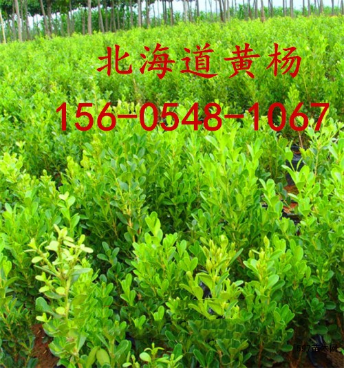 北海道黄杨-带土发货-2.5米、3米北海道黄杨