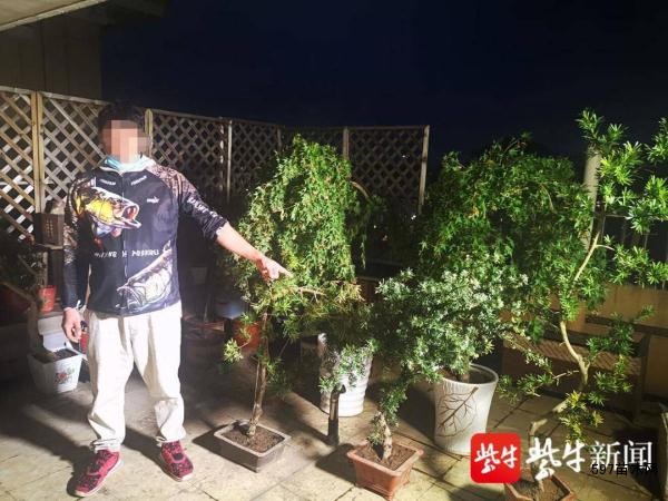 珍贵苗木一夜被盗  南通海门警方斩断伸向绿树“黑手”