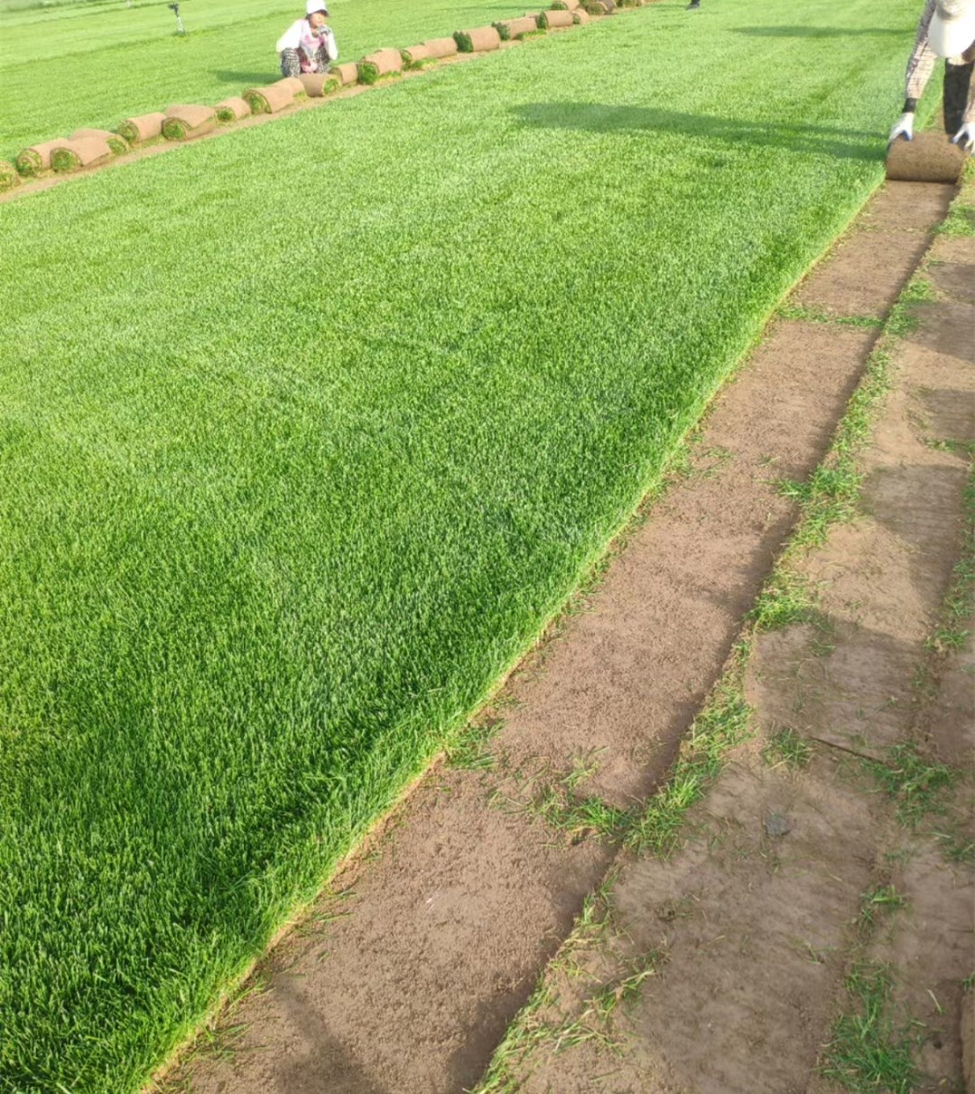 高羊茅草皮