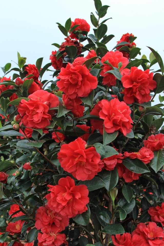 棕榈四季茶花‘夏日七心’