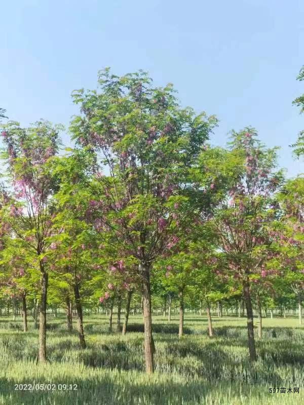8-10公分香花槐、香花槐产地 品质保障 8-10公分香花槐、香花槐产地 品质保障