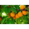 占地杏树 山西绛县4公分--5公分杏树种植基地