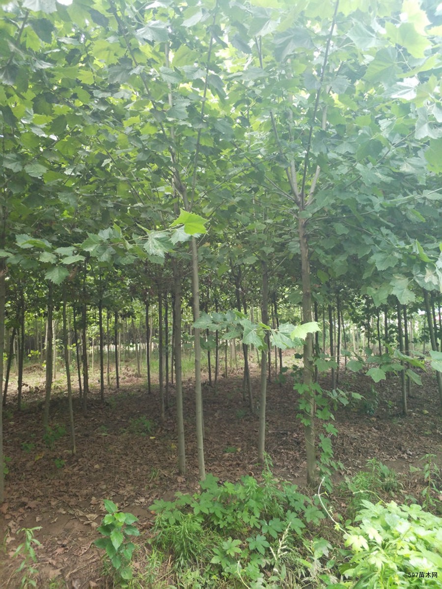 出售法桐苗木 悬铃木小苗 速生法桐 出售法桐苗木 悬铃木小苗 速生法桐