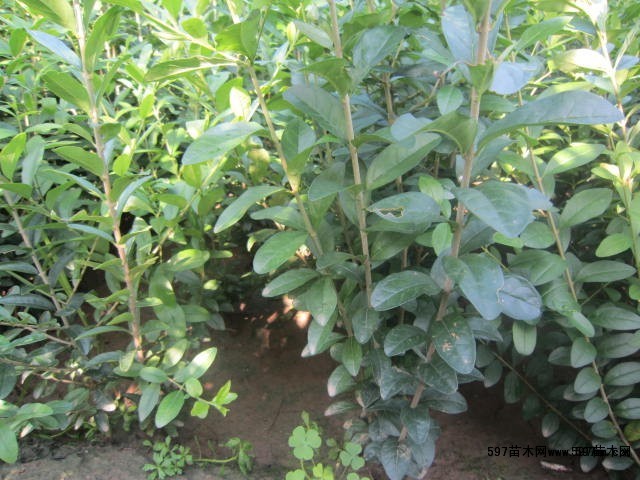 基地水蜡小苗 6-15公分水蜡苗木