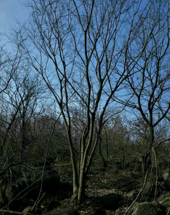 供应丛生朴树苗木 供应丛生朴树苗木