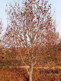 八棱海棠冬季果实树挂