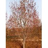 八棱海棠树13公分高度350冠幅300精品八棱海棠