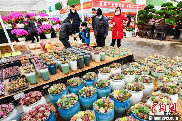 市民在中国青州花卉苗木交易中心选购多肉。 王继林 摄 市民在中国青州花卉苗木交易中心选购多肉。 王继林 摄