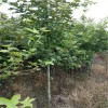 供应枫香  1.2-1.5米北美枫香苗木