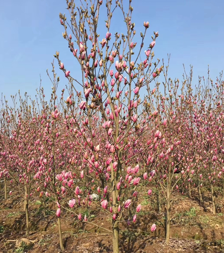 工程绿化紫玉兰树、优质紫玉兰、风景树种类 工程绿化紫玉兰树、优质紫玉兰、风景树种类