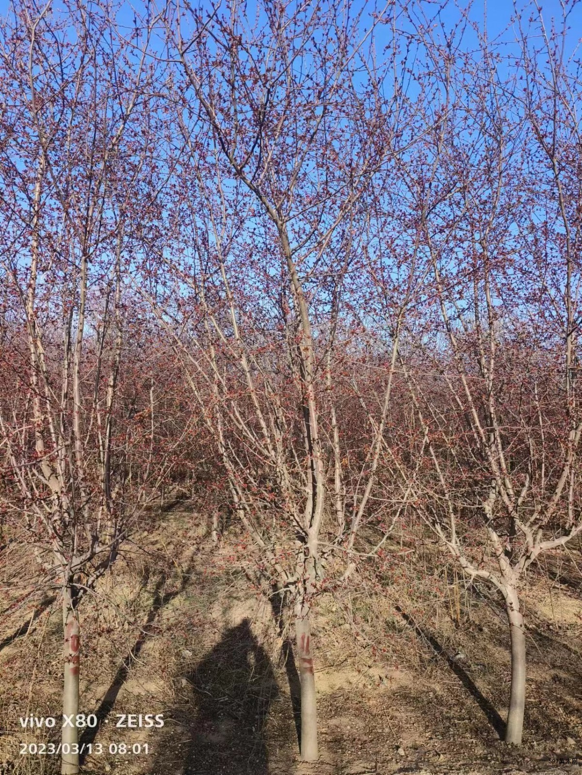 ش챦ʯ7-9