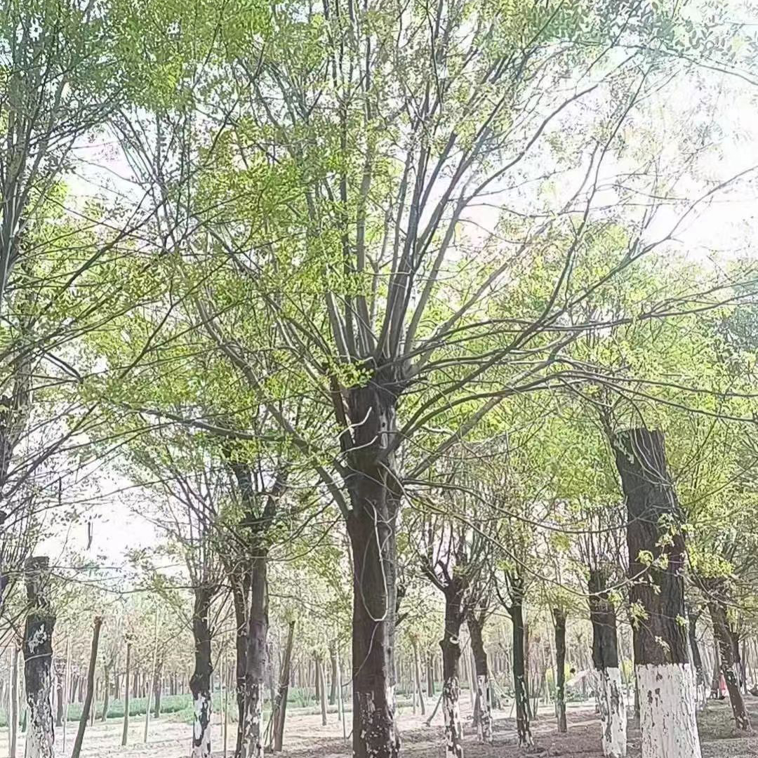 皂角树