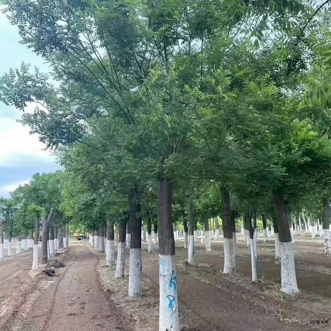 国槐树